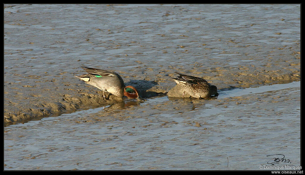 Sarcelle d'hiver, identification, Comportement