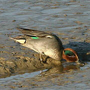 Eurasian Teal