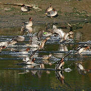 Eurasian Teal