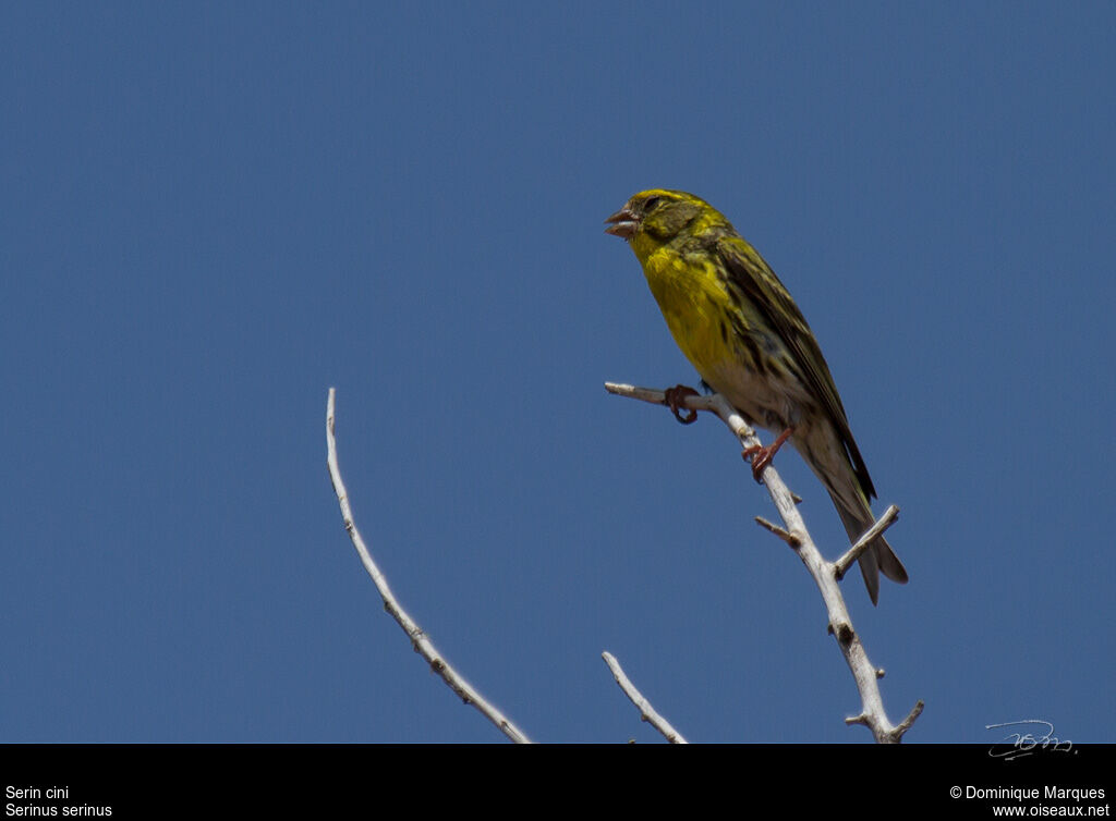 Serin cini mâle adulte nuptial, identification