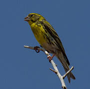 European Serin