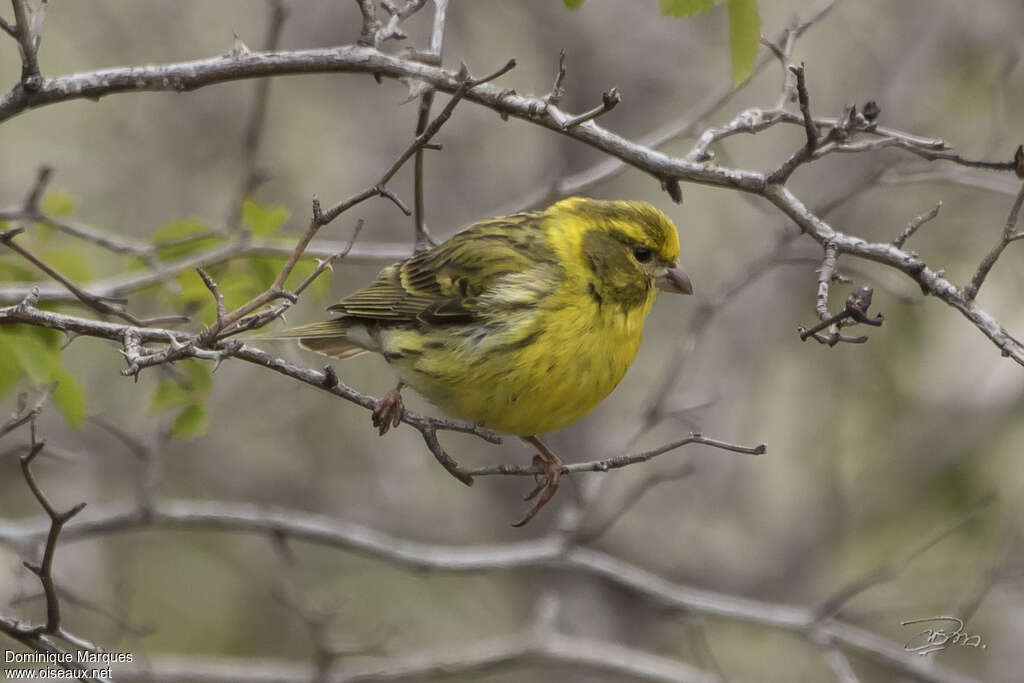 European Serin male adult breeding, pigmentation