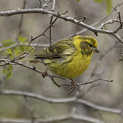 European Serin