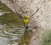 European Serin