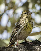 European Serin