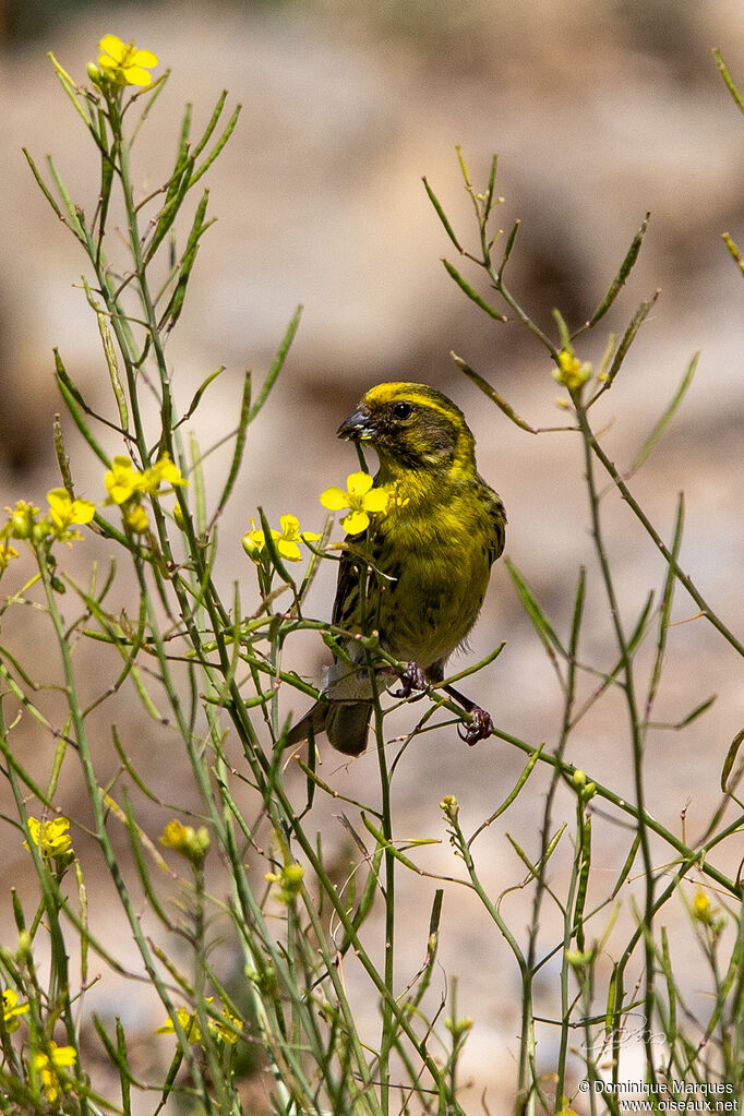 Serin cini mâle adulte, portrait, mange