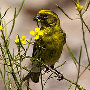 European Serin