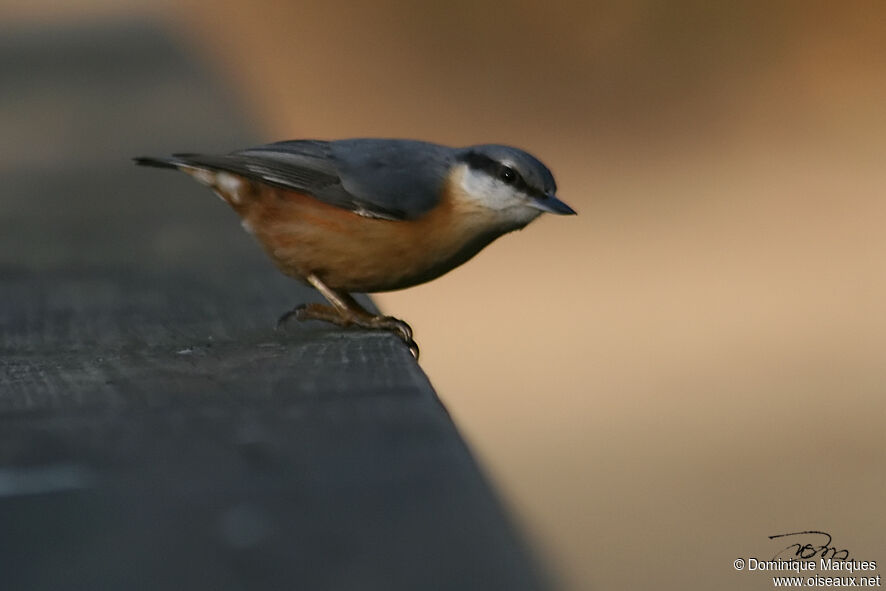 Eurasian Nuthatch