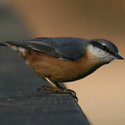 Eurasian Nuthatch