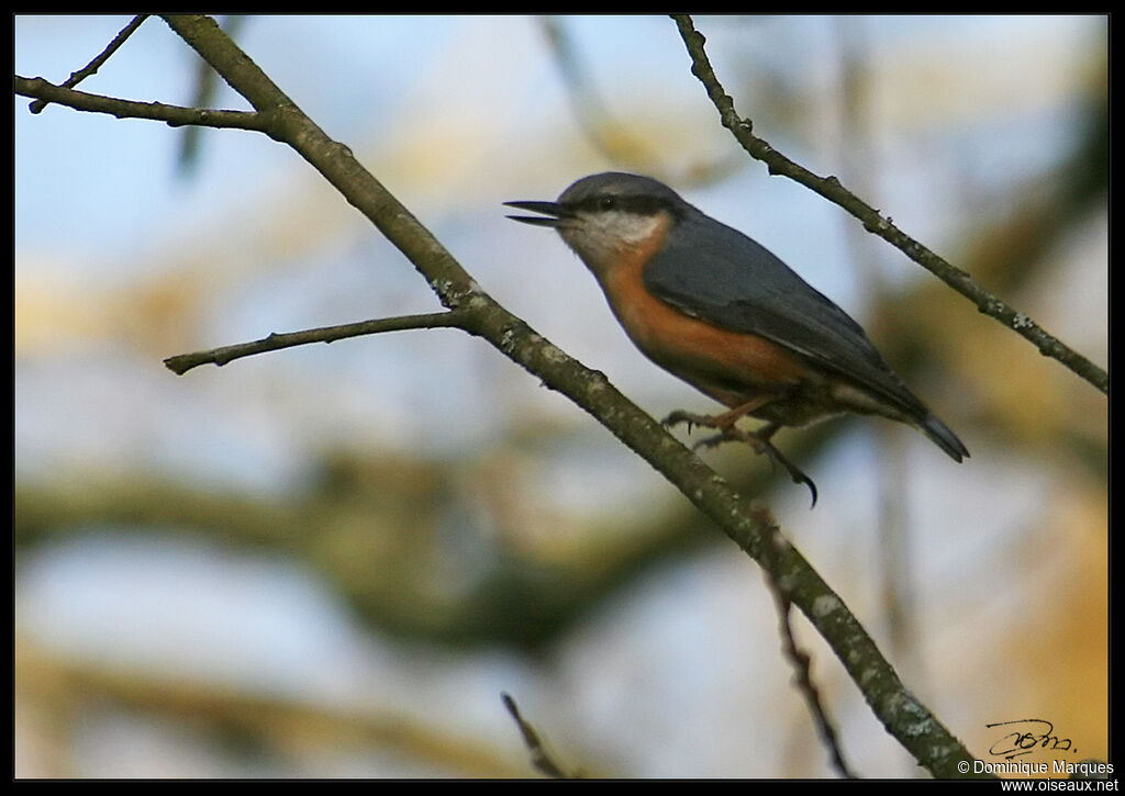 Eurasian Nuthatchadult