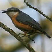 Eurasian Nuthatch