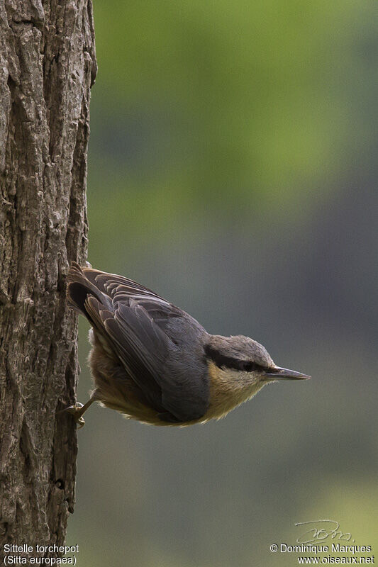 Sittelle torchepotadulte, identification