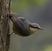 Eurasian Nuthatch