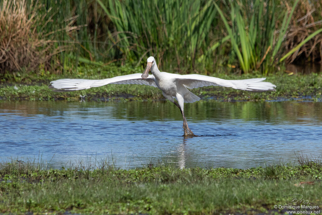 Eurasian SpoonbillFirst year, identification