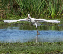 Eurasian Spoonbill