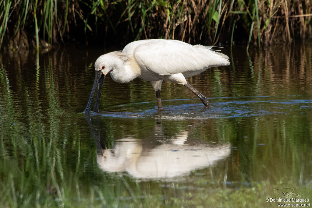 Eurasian Spoonbilladult breeding, identification, fishing/hunting