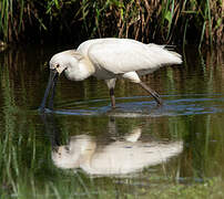 Eurasian Spoonbill