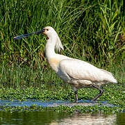 Eurasian Spoonbill