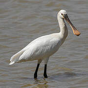 Eurasian Spoonbill