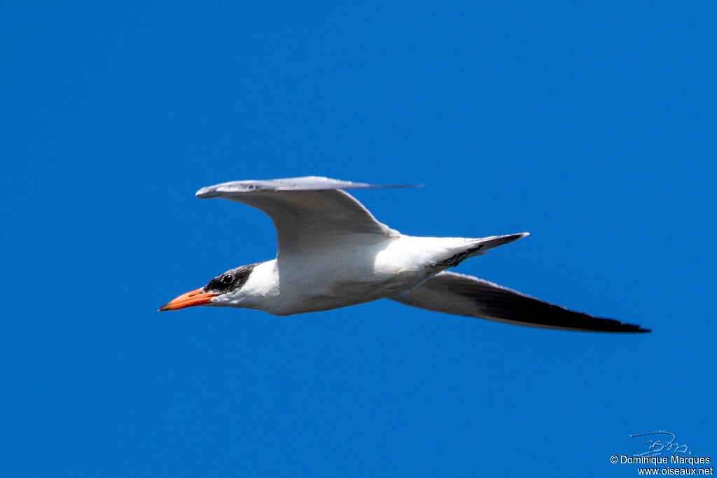 Caspian Ternadult breeding, identification