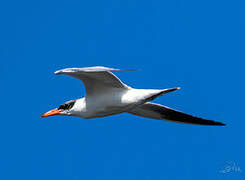 Caspian Tern