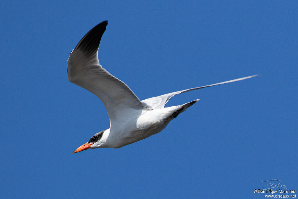 Caspian Ternadult breeding, identification