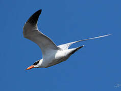 Caspian Tern