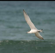 Sandwich Tern