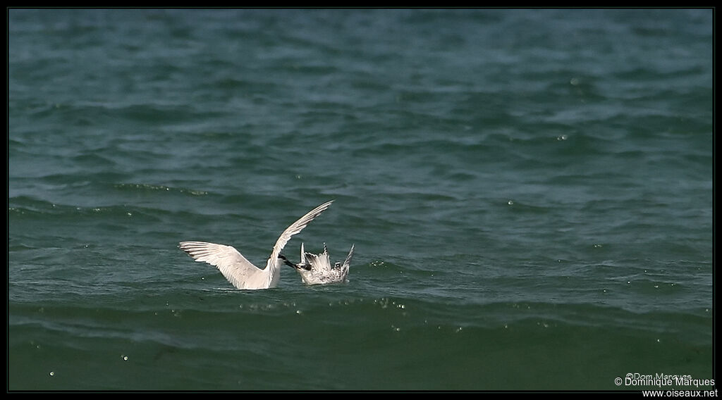 Sandwich Tern, Behaviour