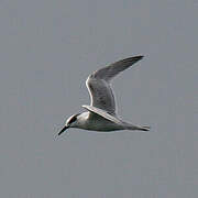 Sandwich Tern