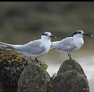 Sandwich Tern