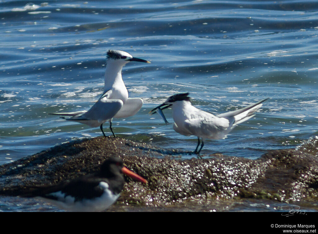 Sandwich Tern adult, identification, Behaviour