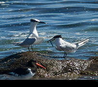 Sandwich Tern