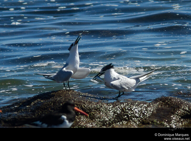 Sandwich Tern adult, identification, Behaviour