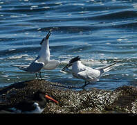 Sandwich Tern