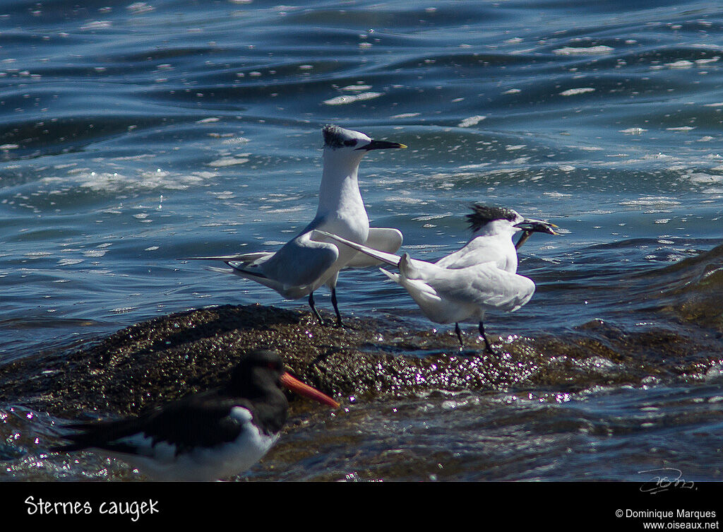 Sandwich Tern adult, identification, Behaviour