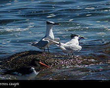 Sandwich Tern