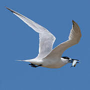 Sandwich Tern