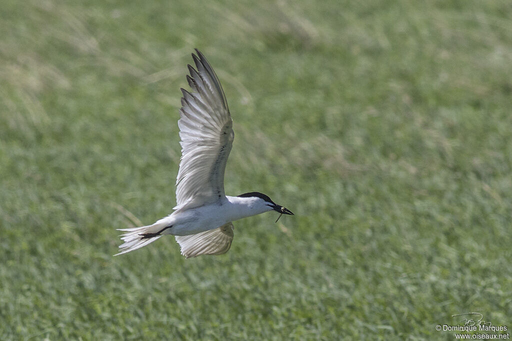 Sterne hanseladulte, identification, pêche/chasse