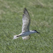 Gull-billed Tern