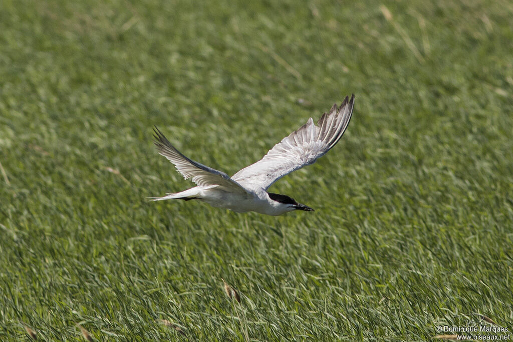 Sterne hanseladulte, identification, pêche/chasse