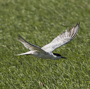 Gull-billed Tern