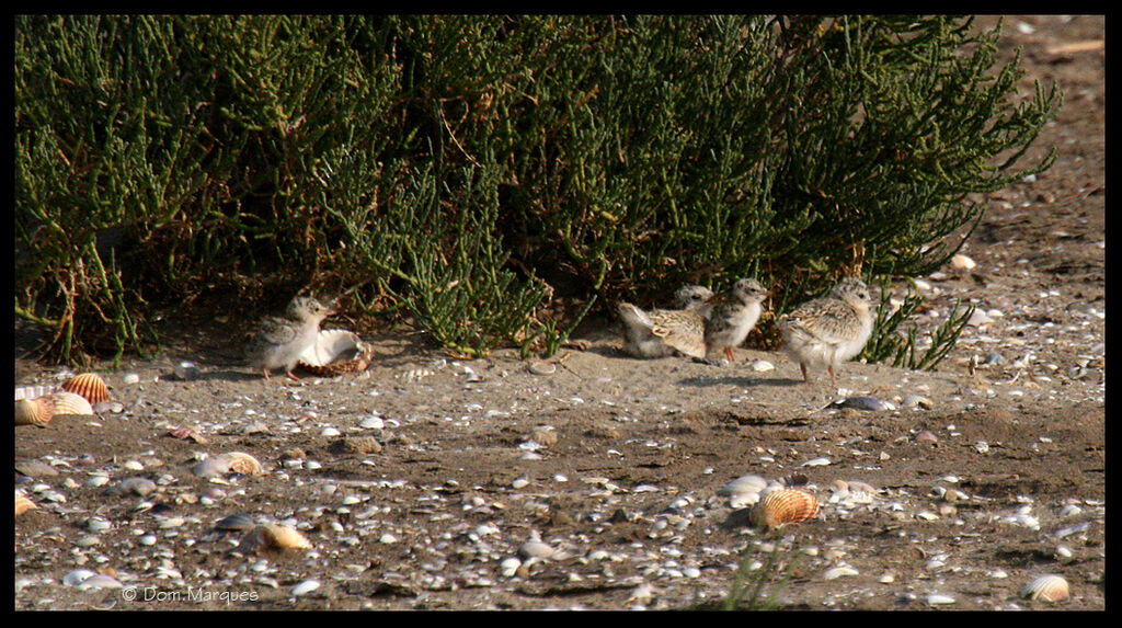 Little Tern