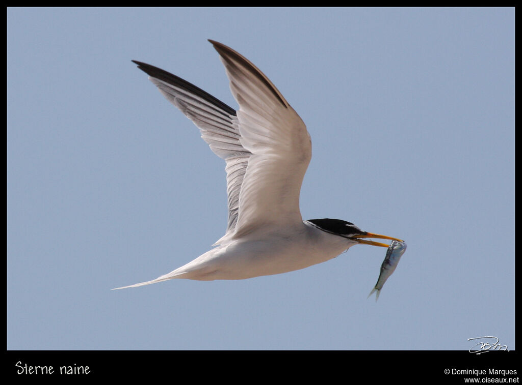 Little Ternadult, identification, Flight, feeding habits