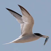 Little Tern