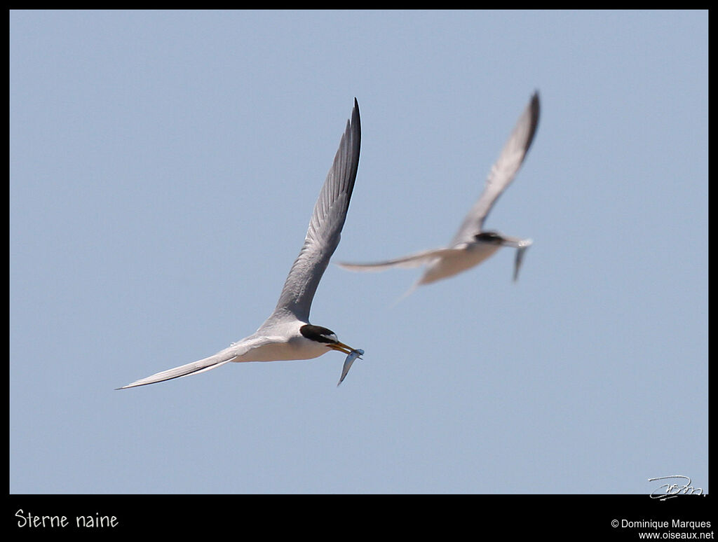 Little Ternadult, identification, Flight, feeding habits