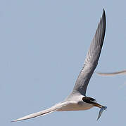 Little Tern