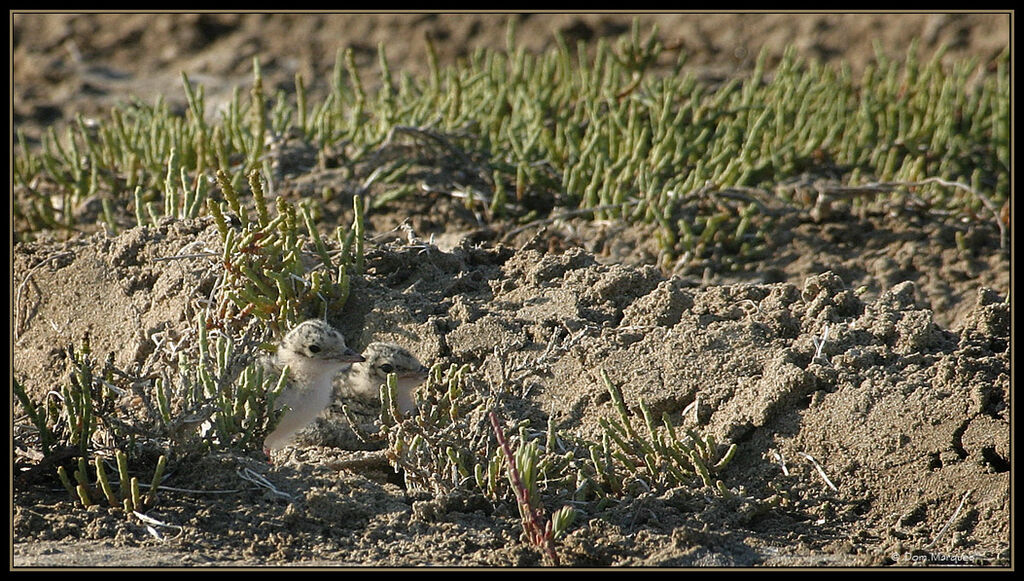 Little Tern