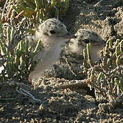 Little Tern