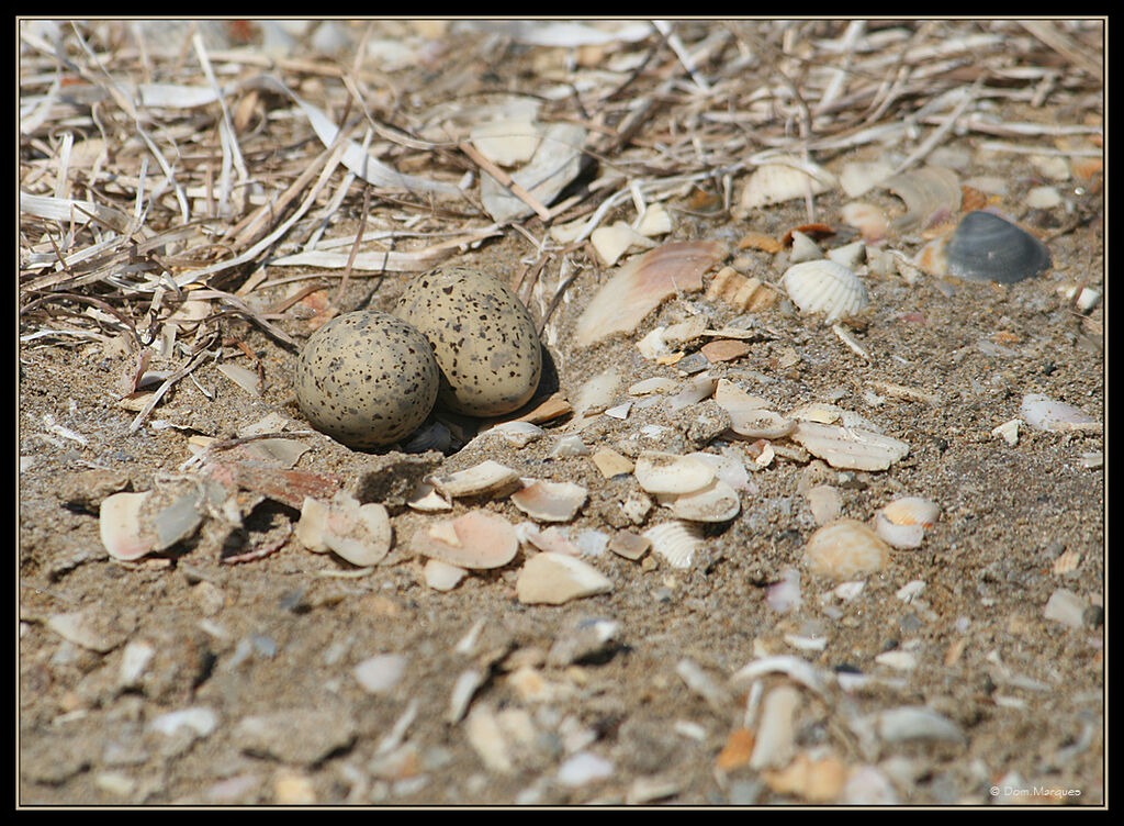 Little Tern